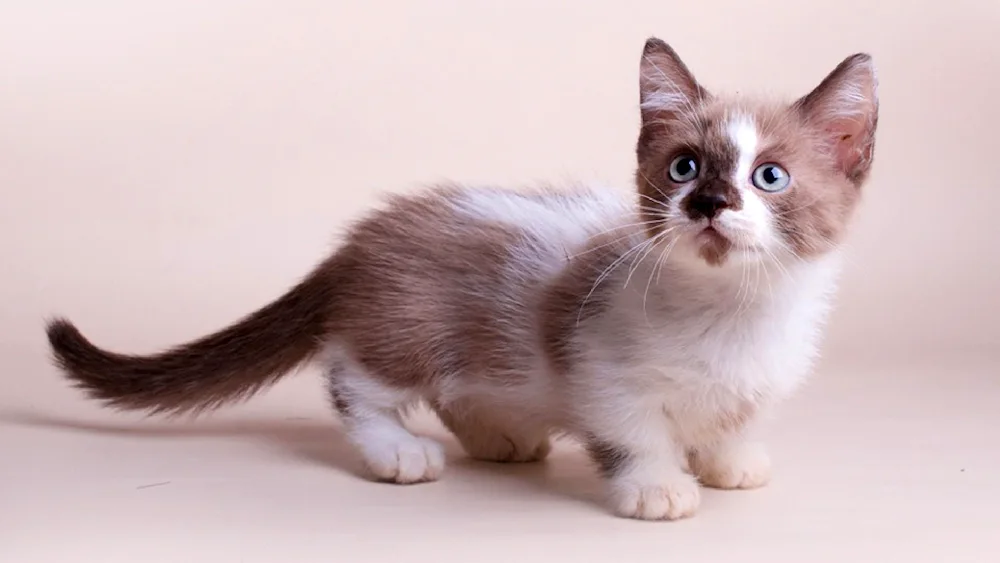 Ragdoll Munchkin cat