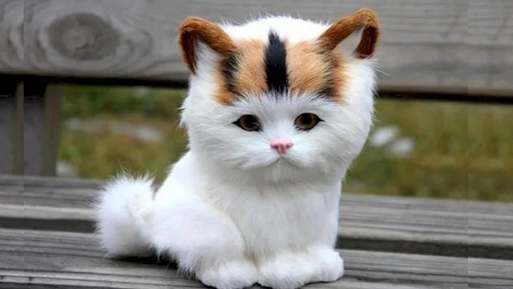 Munchkin cat breed