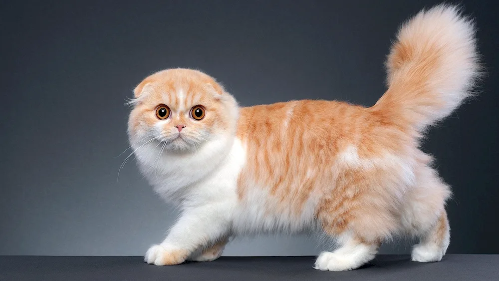 Munchkin cat breed