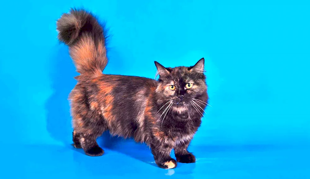 Munchkin cat