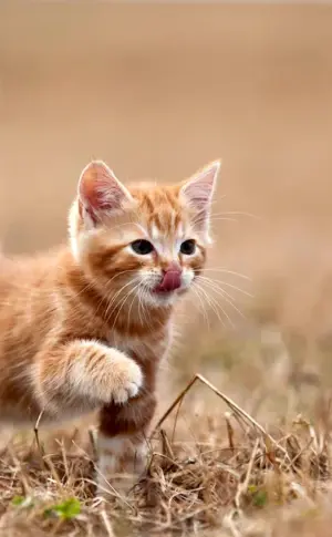 Munchkin ginger kitten