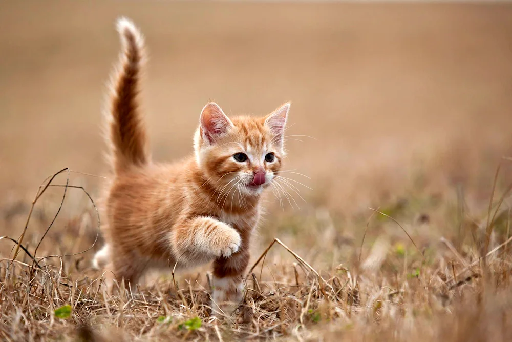 Munchkin ginger kitten