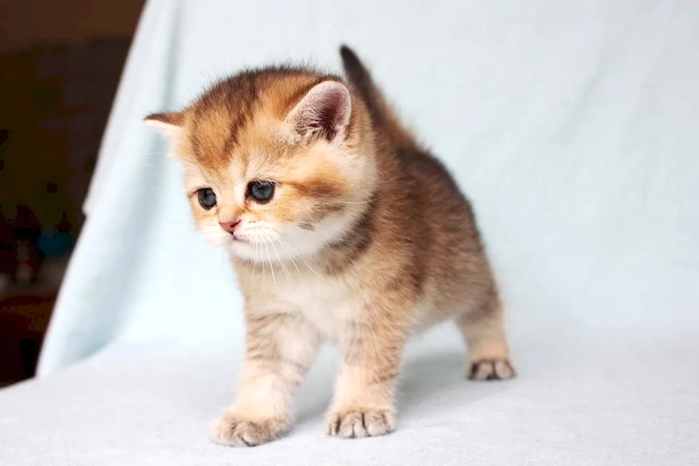 British Golden Chinchilla Munchkin