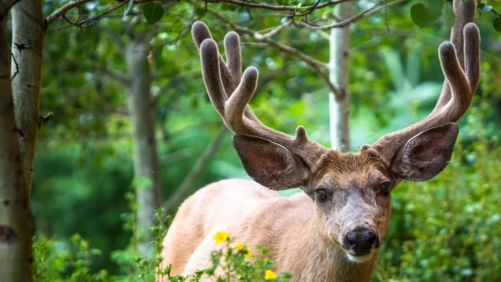 Deer in the forest for desktop table