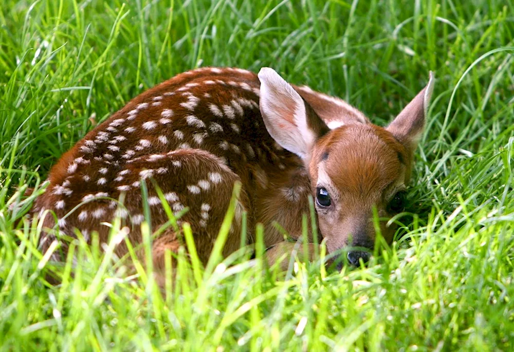 Deer and fawn