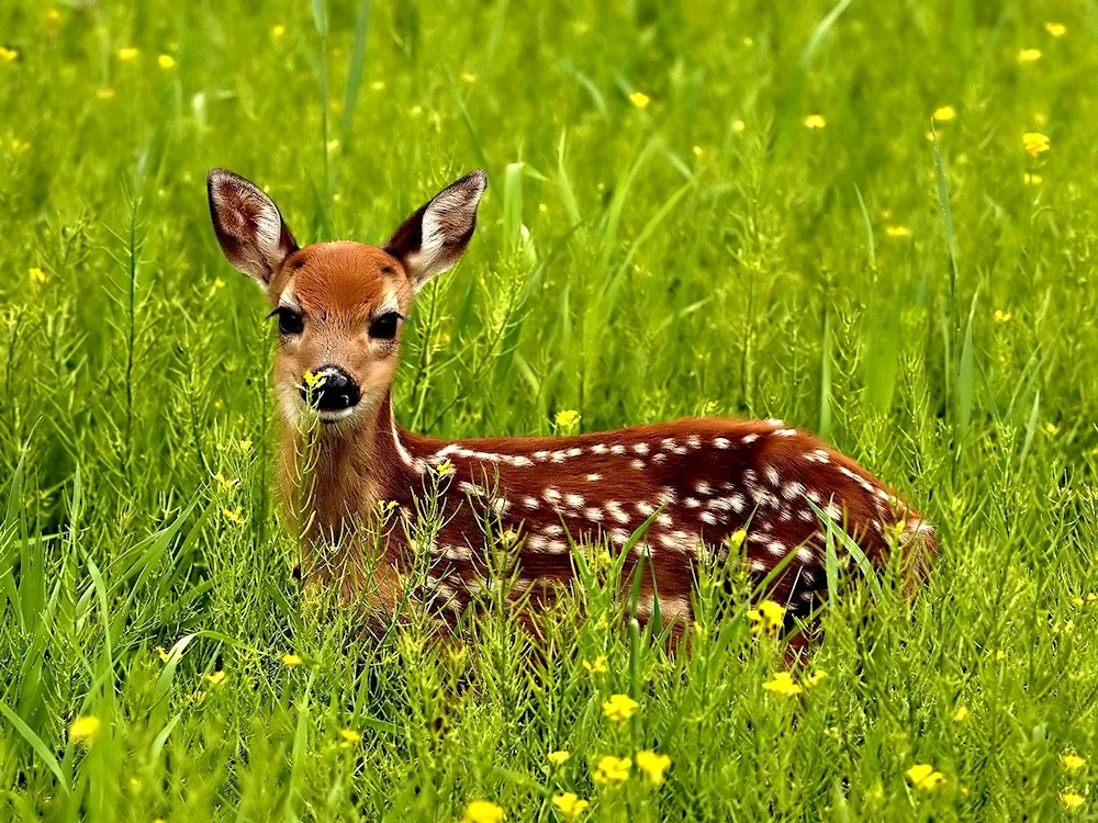 Deer and fawn