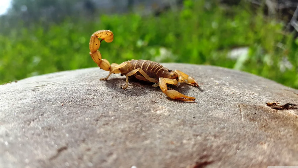 Manchurian Scorpion