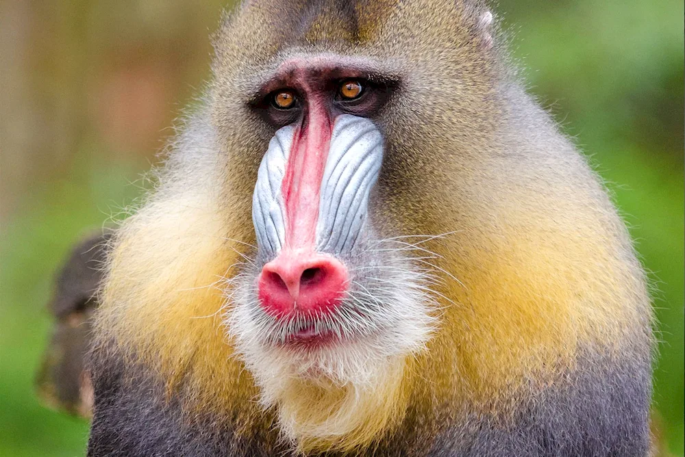 Pavian baboon