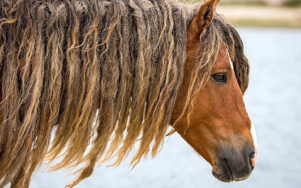 Mane mane