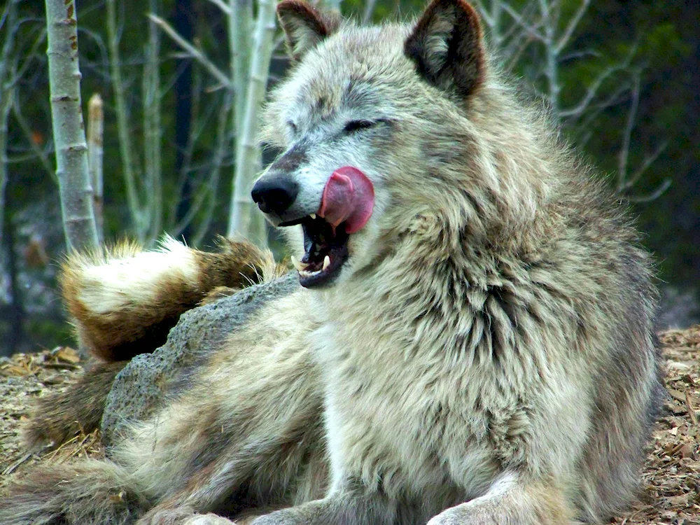 Manitoba wolf