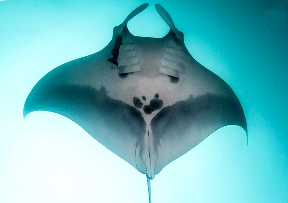 Manta ray