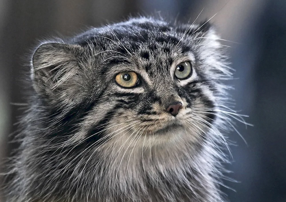 Manul