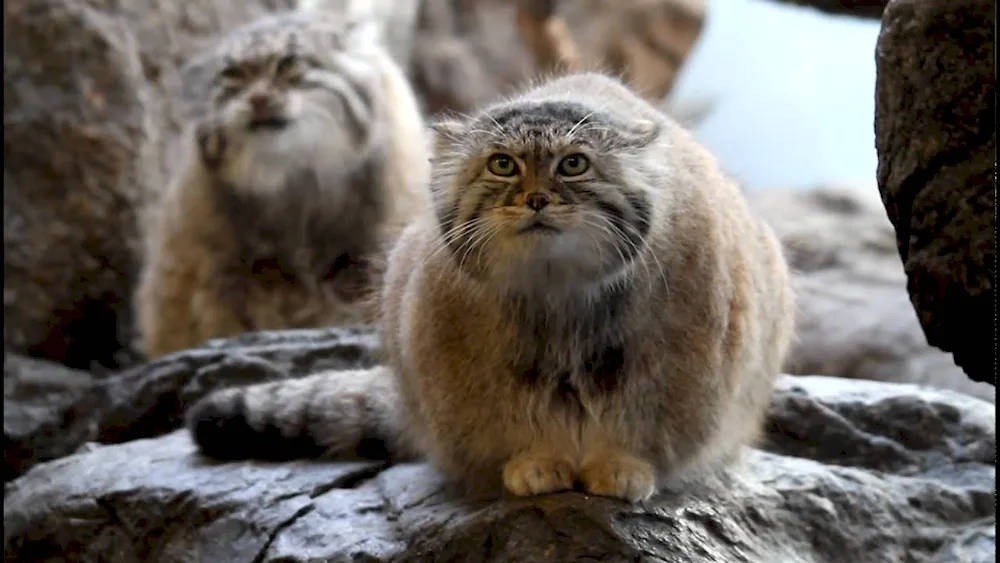 Manul kittens