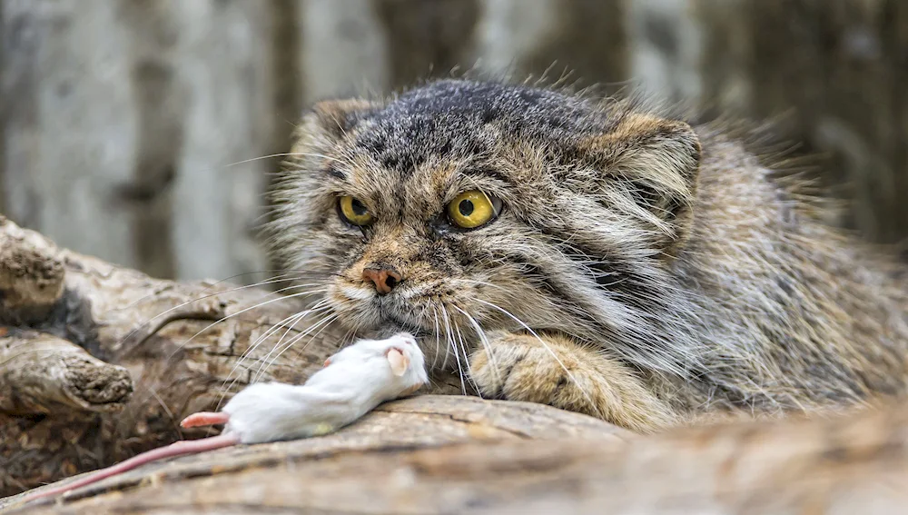 Manul on the hunt