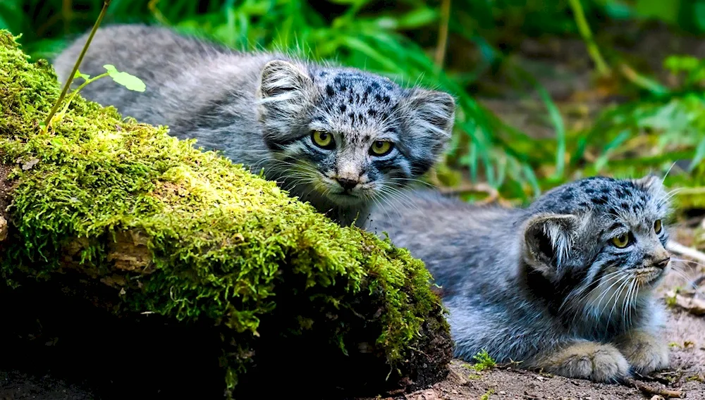 Manul pallas’ cat