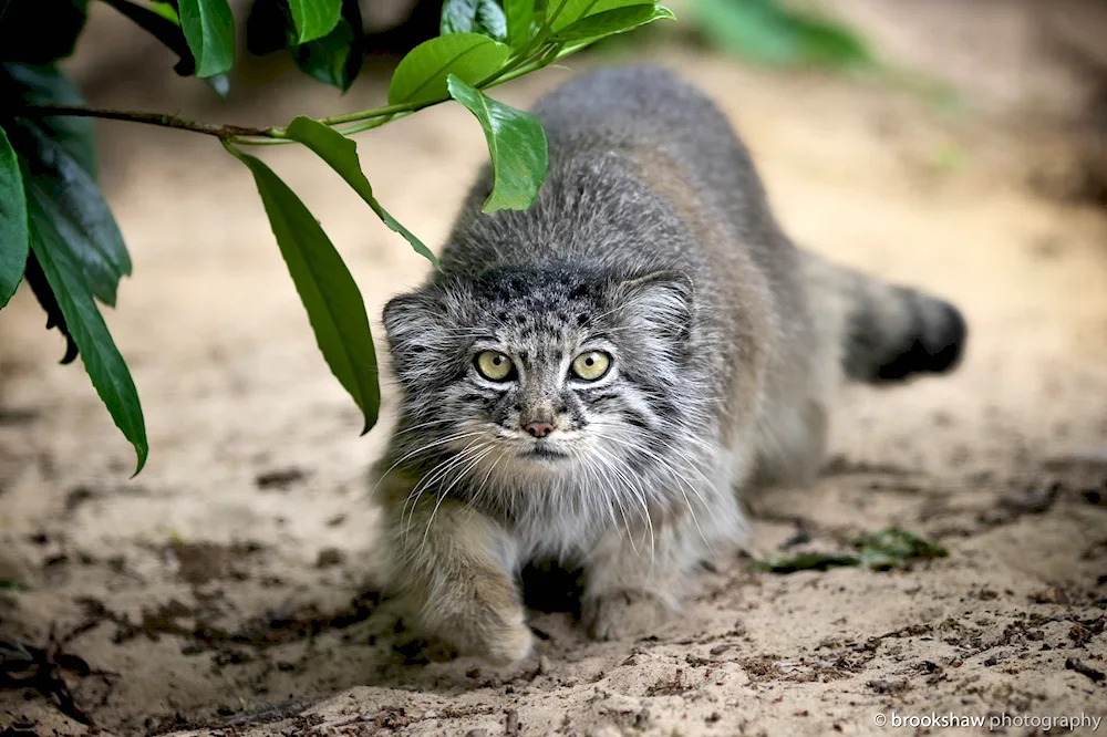 Manul pallas‘ cat