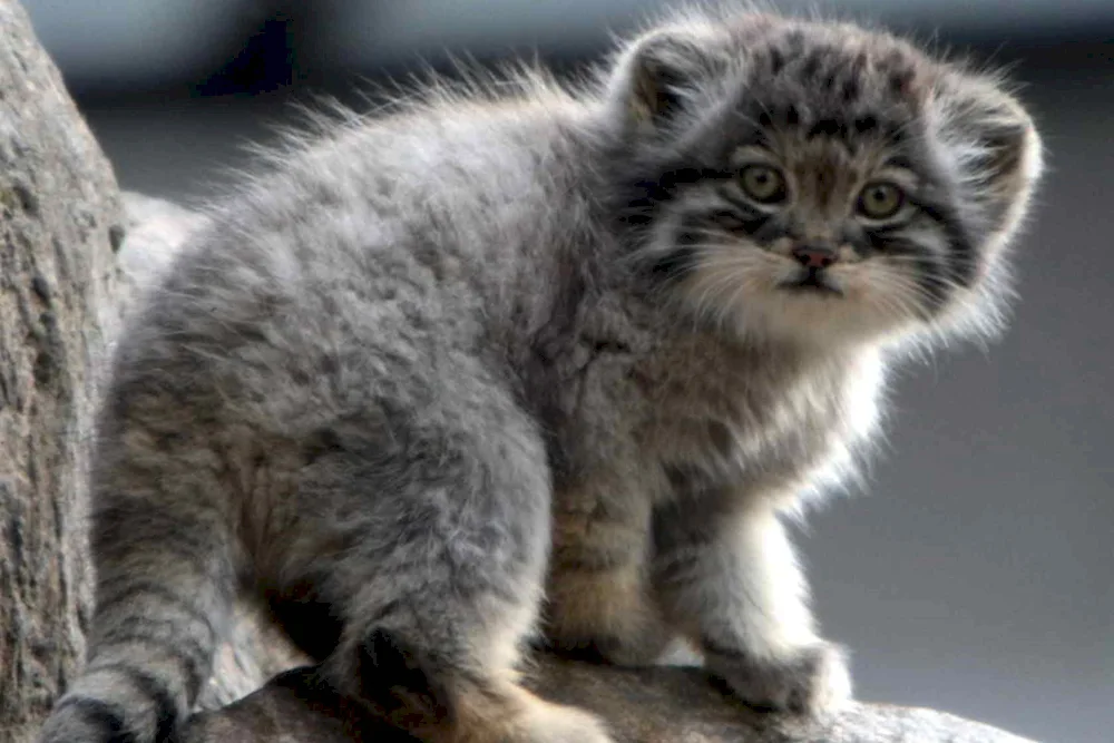 Manul pallas cat