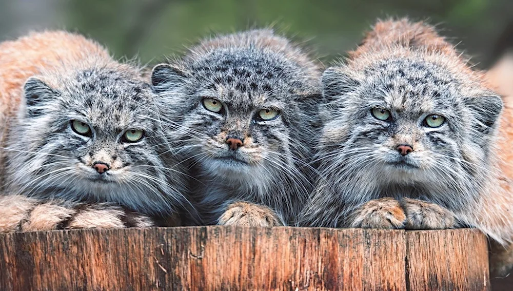 Manul pallas cat