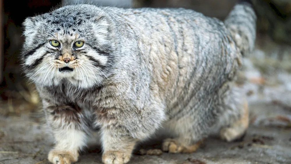 Manul.