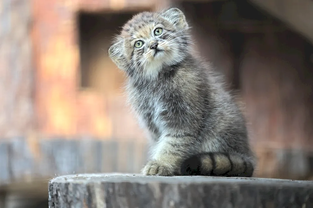 Manul Shu Leningrad zoo