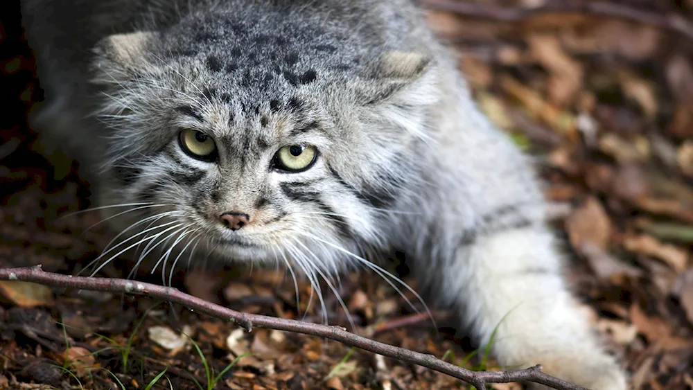 Manul Transbaikal cat