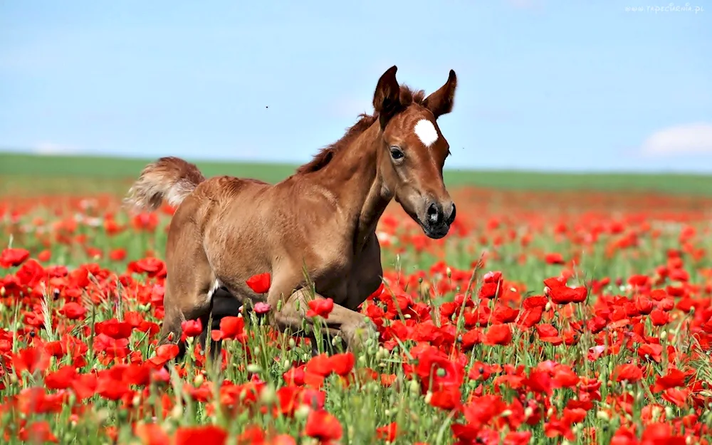 The great steppe of Kazakhstan