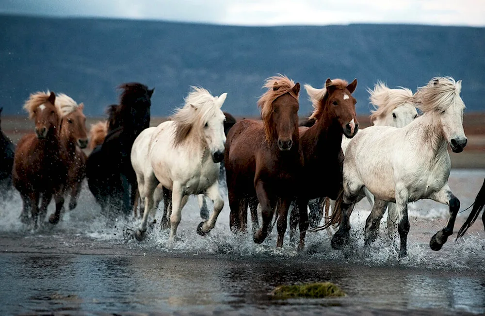 Manych Gudilo Mustangs