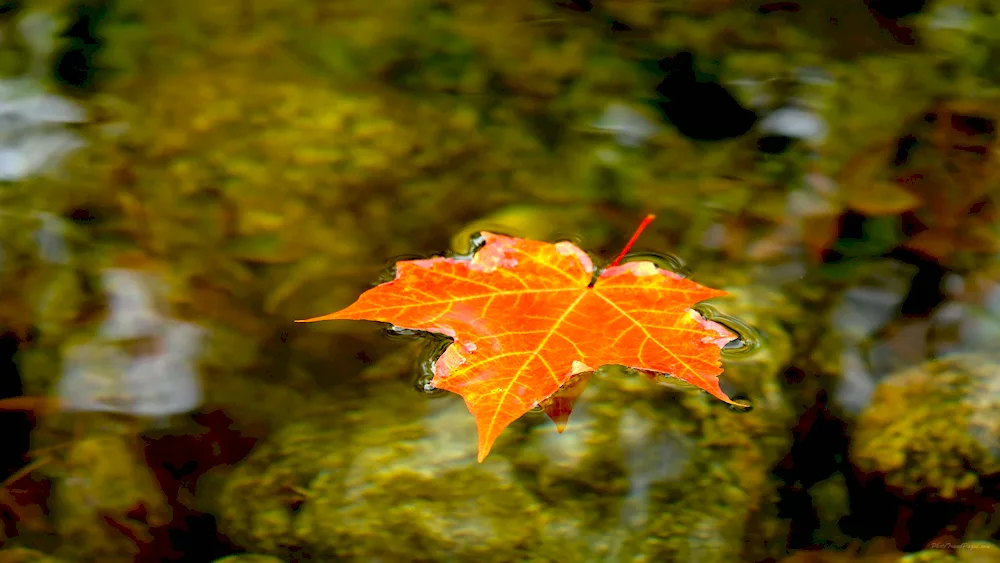 Autumn maple leaves