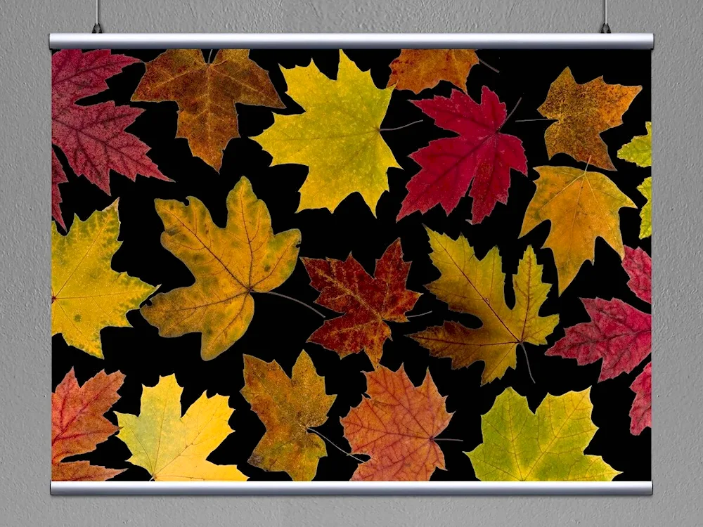 Autumn Maple Leaves