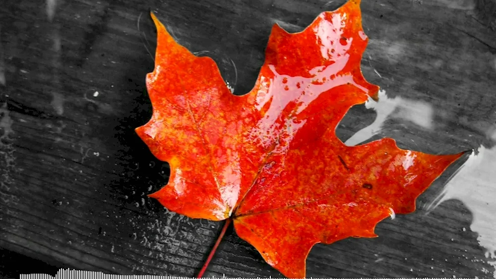 Maple maple leaf