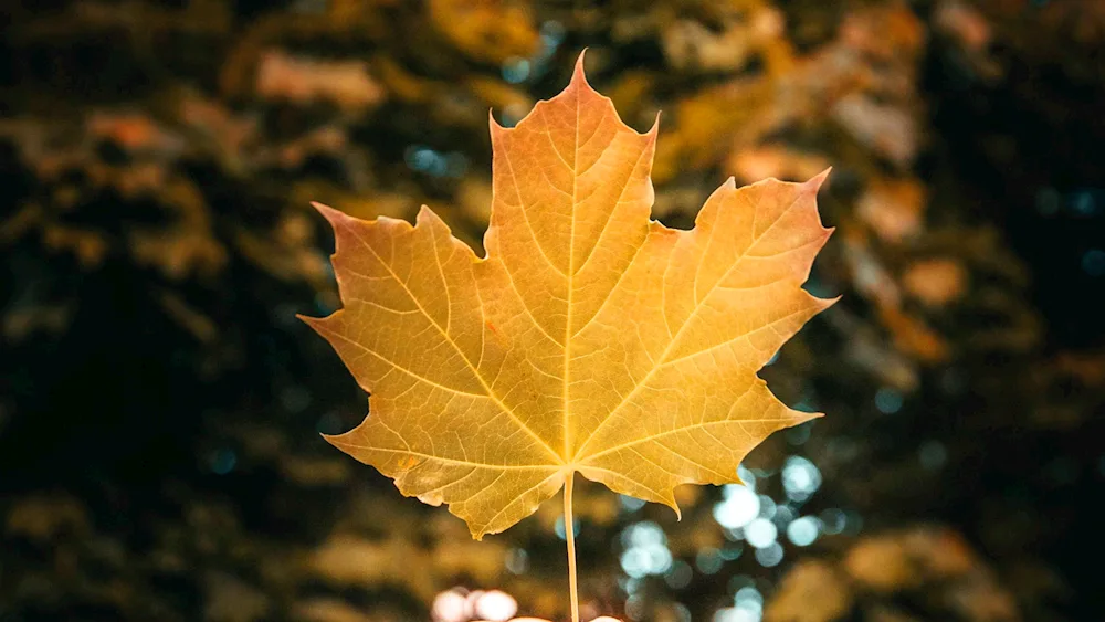 Autumn maple leaves