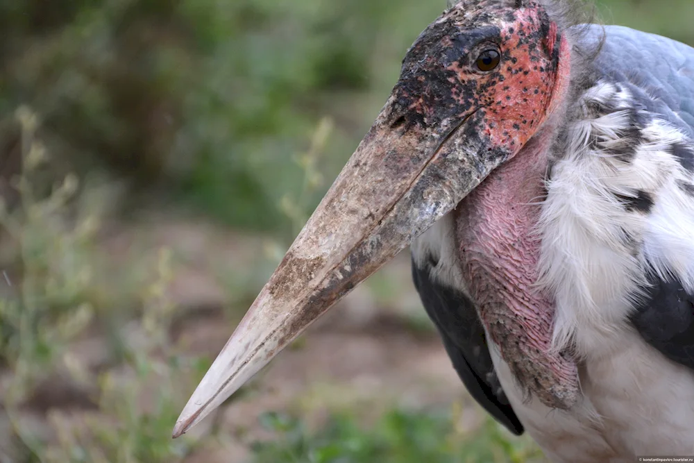 Marabu stork eats Flamingo