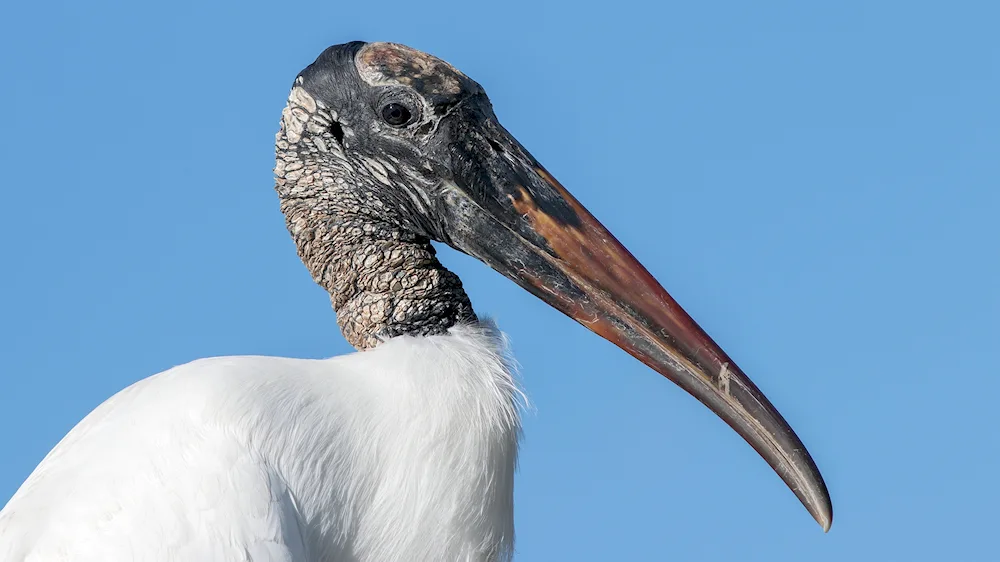 Marabou bird