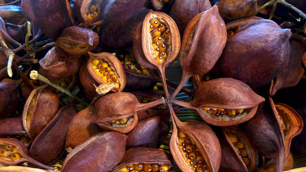 Cacao fruit