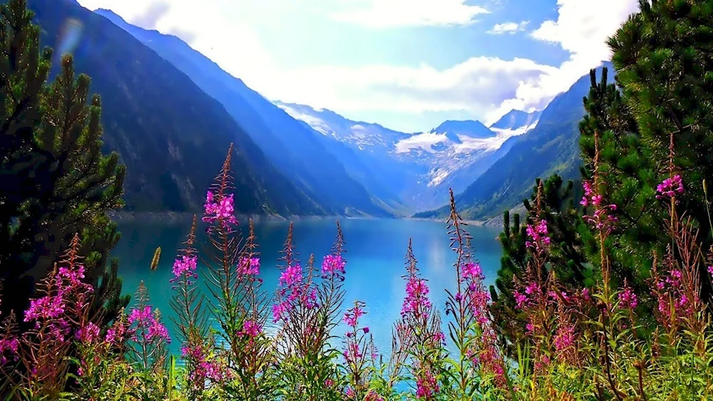 Maralnik mountain Altai blooms