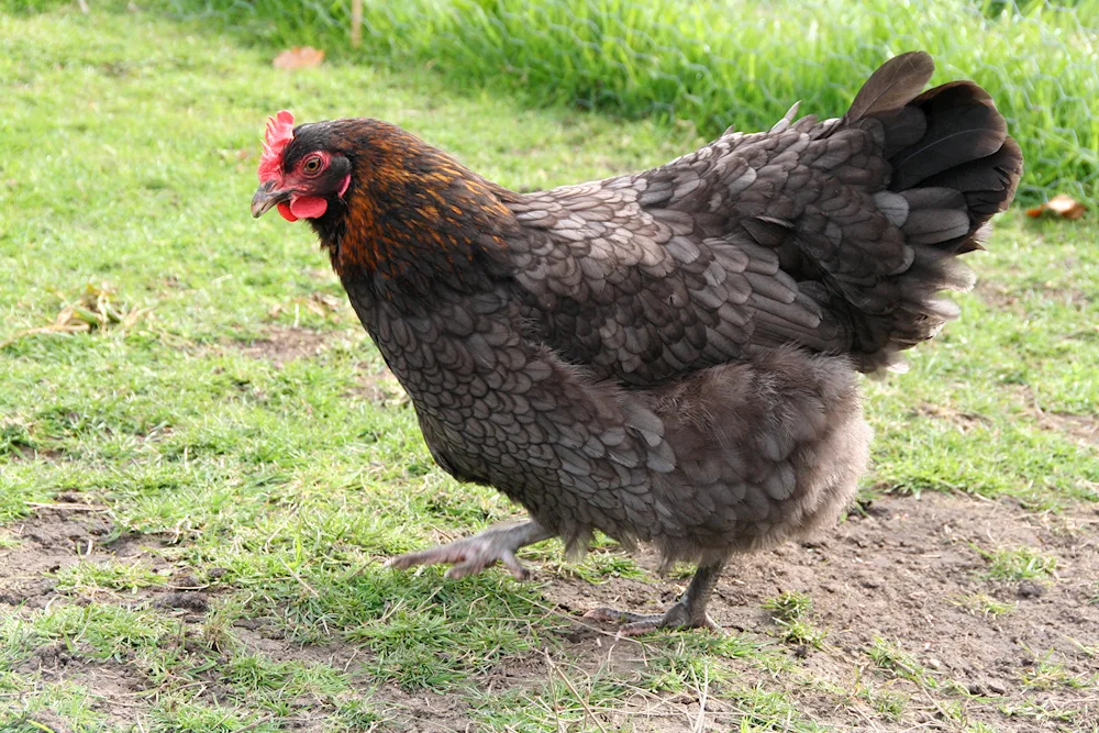 Chickens Maran black copper. copper