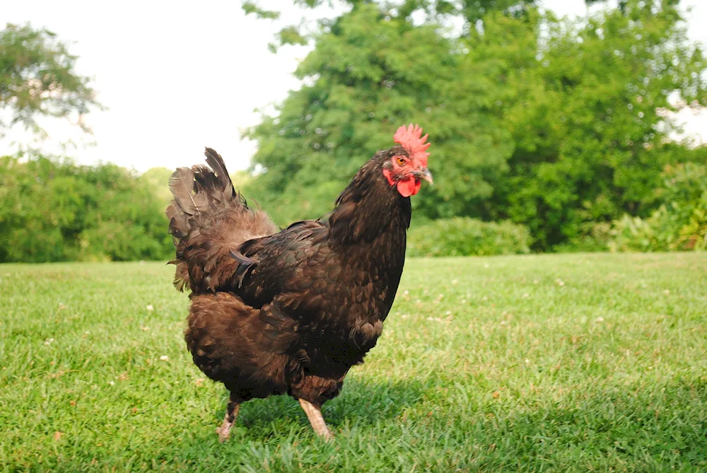 Chickens Maran black copper