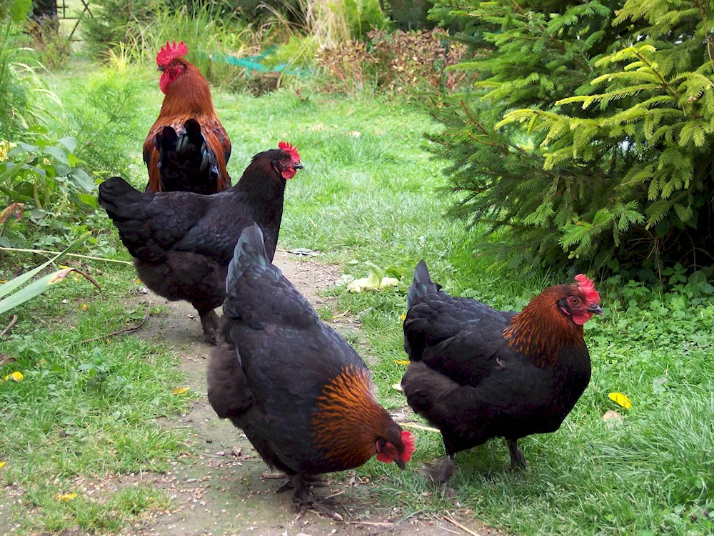 Maran cuckoo hens