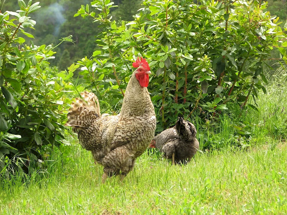 Maran cuckoo hens