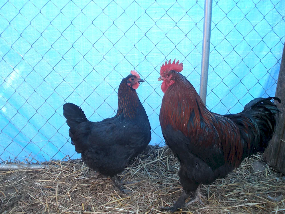 Maran hens