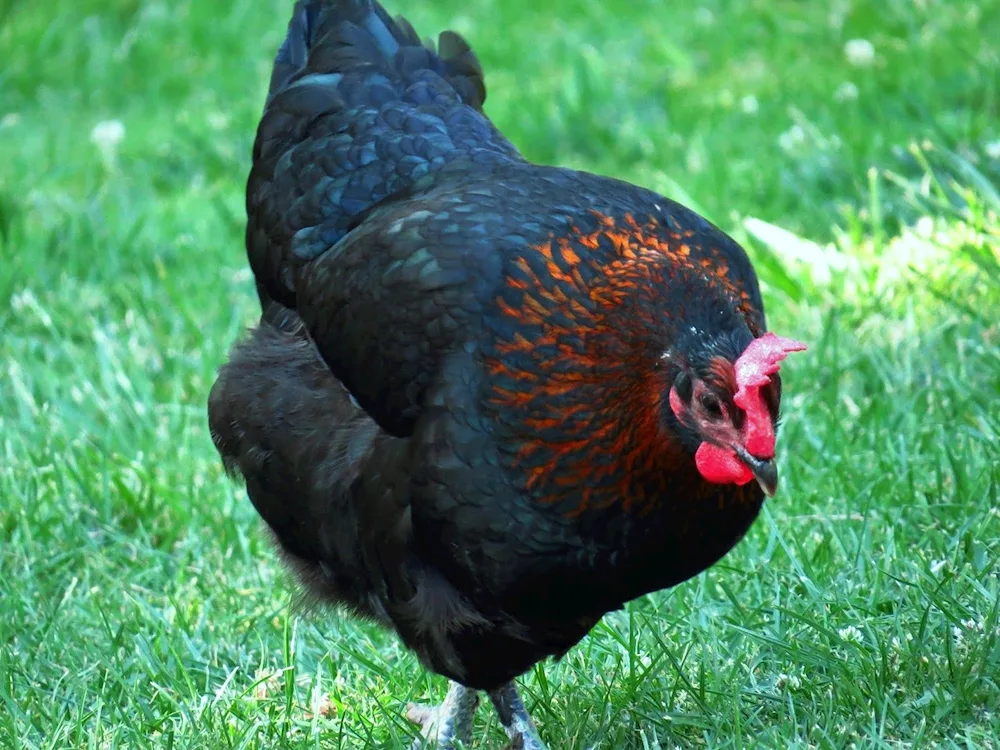 Maran breed of chicken