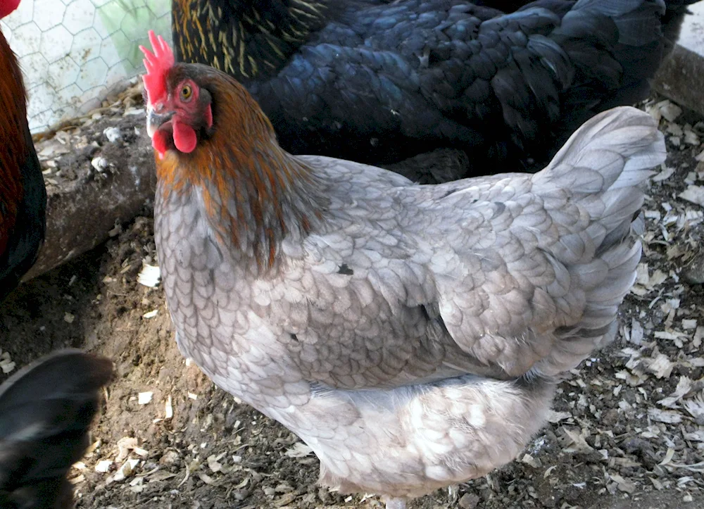 Chickens breed Maran