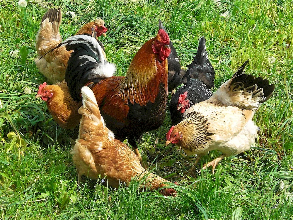 Chickens