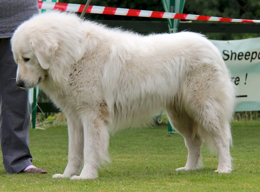 Maremma. Abruzzo sheepdog