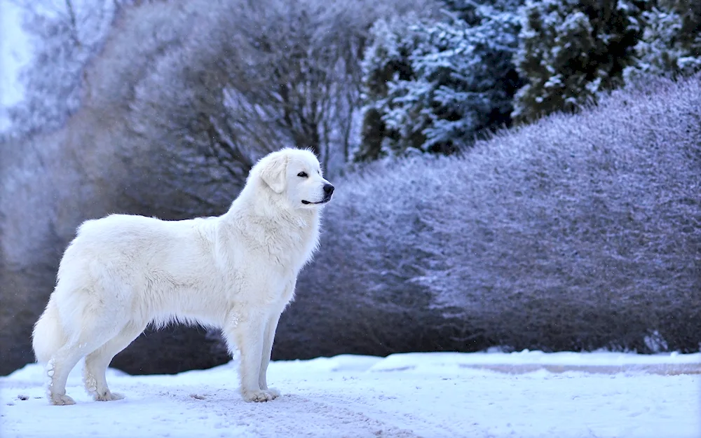 Maremma- Abruzzese Shepherd Dog