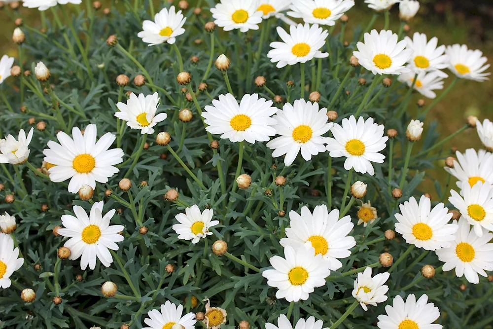 White daisies