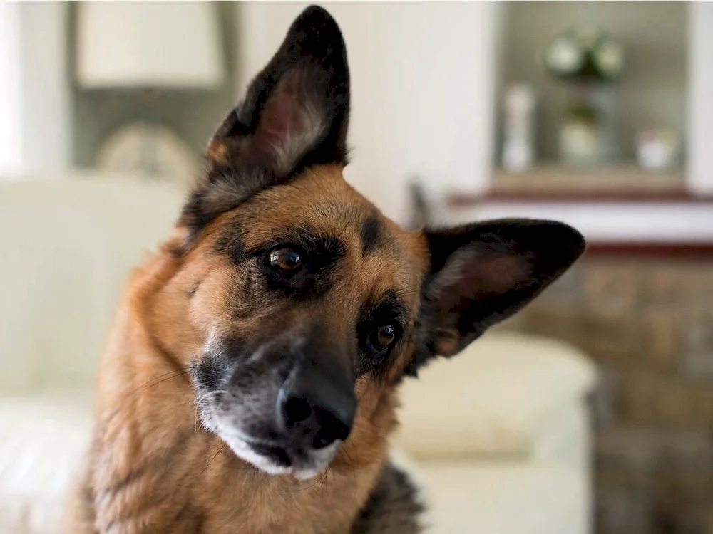 Manchester Black and Spotted Terrier