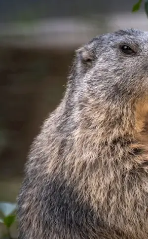 Marmot marmot