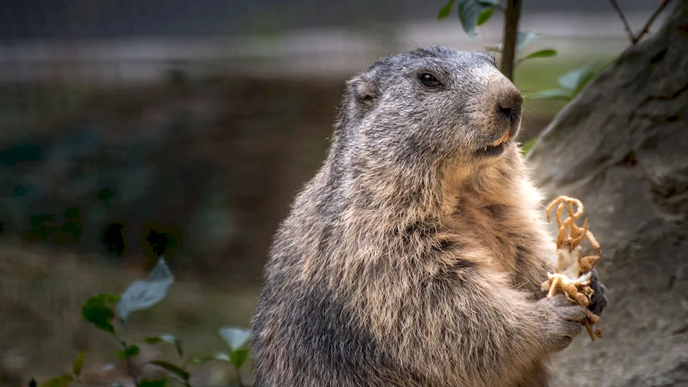 Marmot marmot