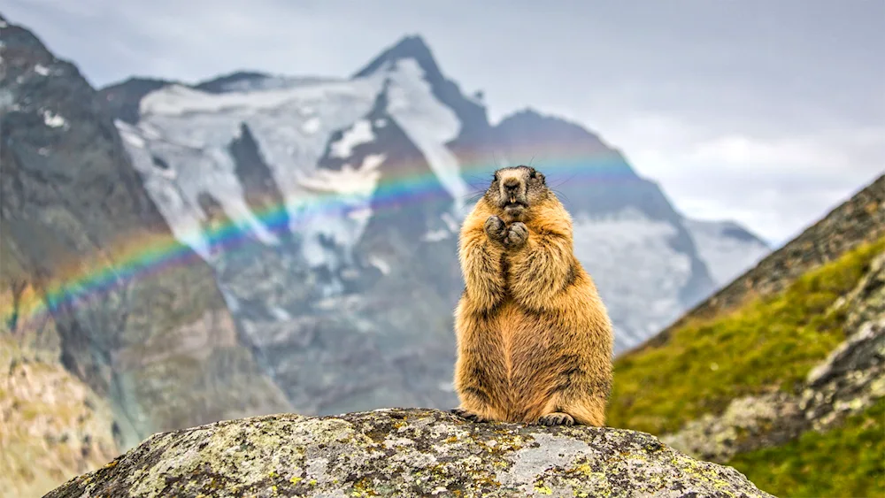 Marmot marmot